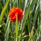 Mohn im Weizenfeld