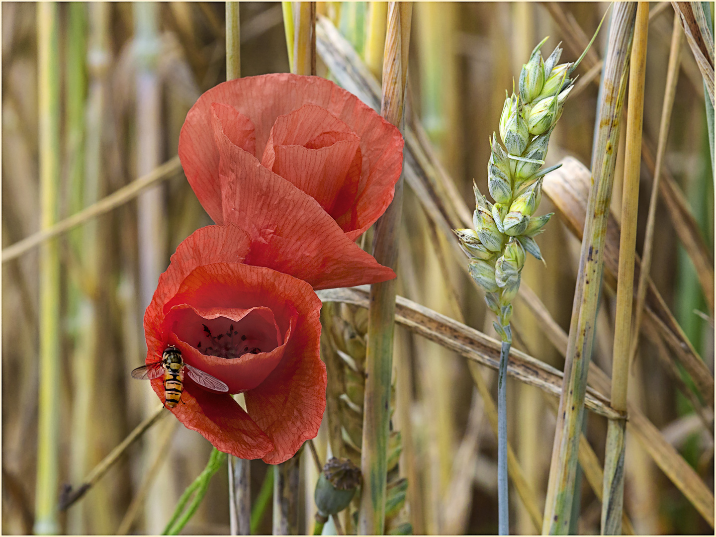 Mohn im Weizenfeld