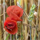 Mohn im Weizenfeld