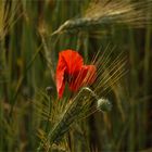 Mohn im Weizenfeld