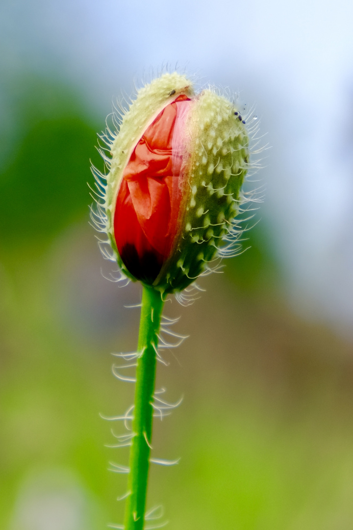 Mohn im Wendland 1