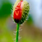 Mohn im Wendland 1