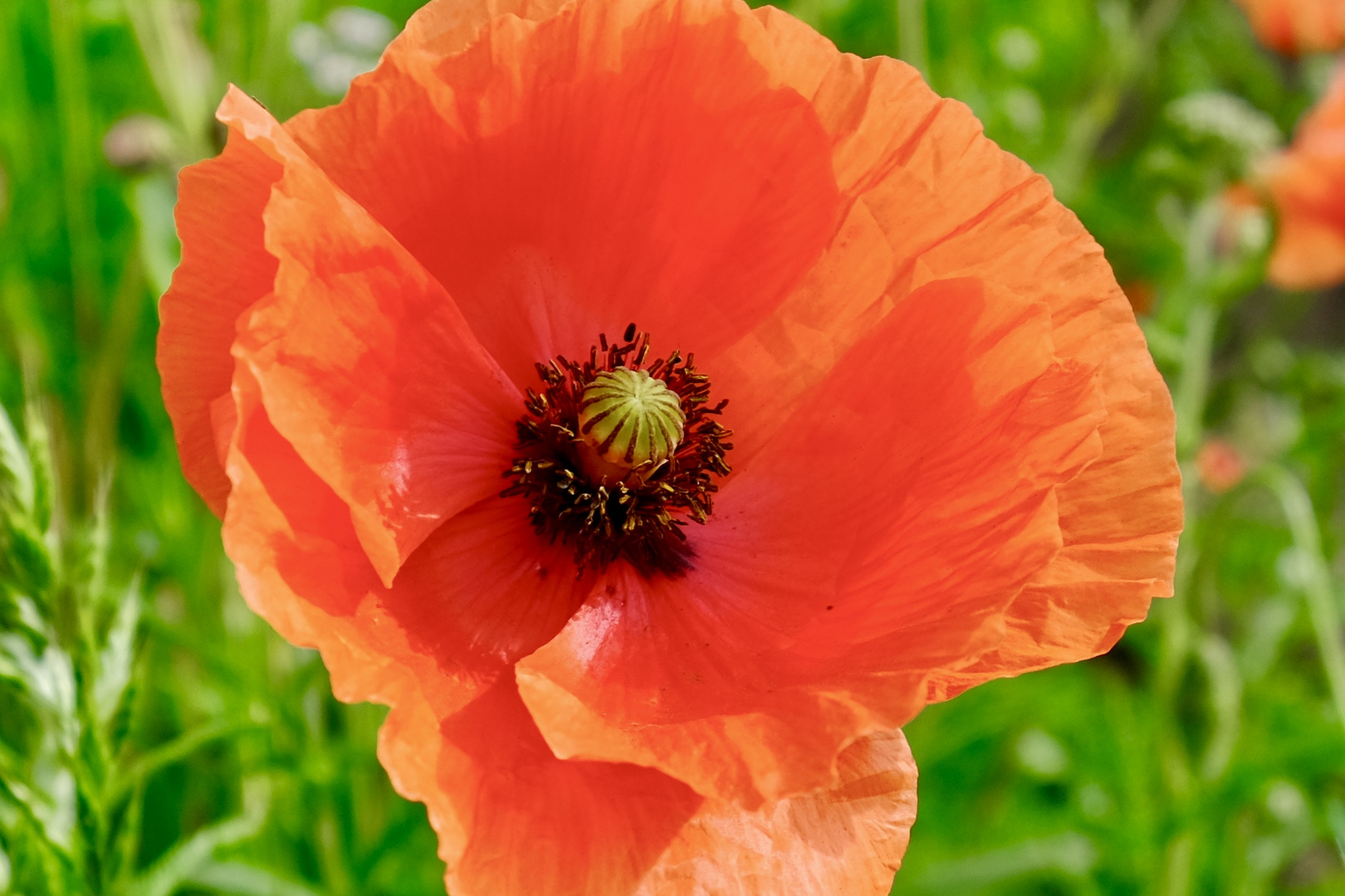 Mohn im Wendland 2