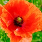 Mohn im Wendland 2