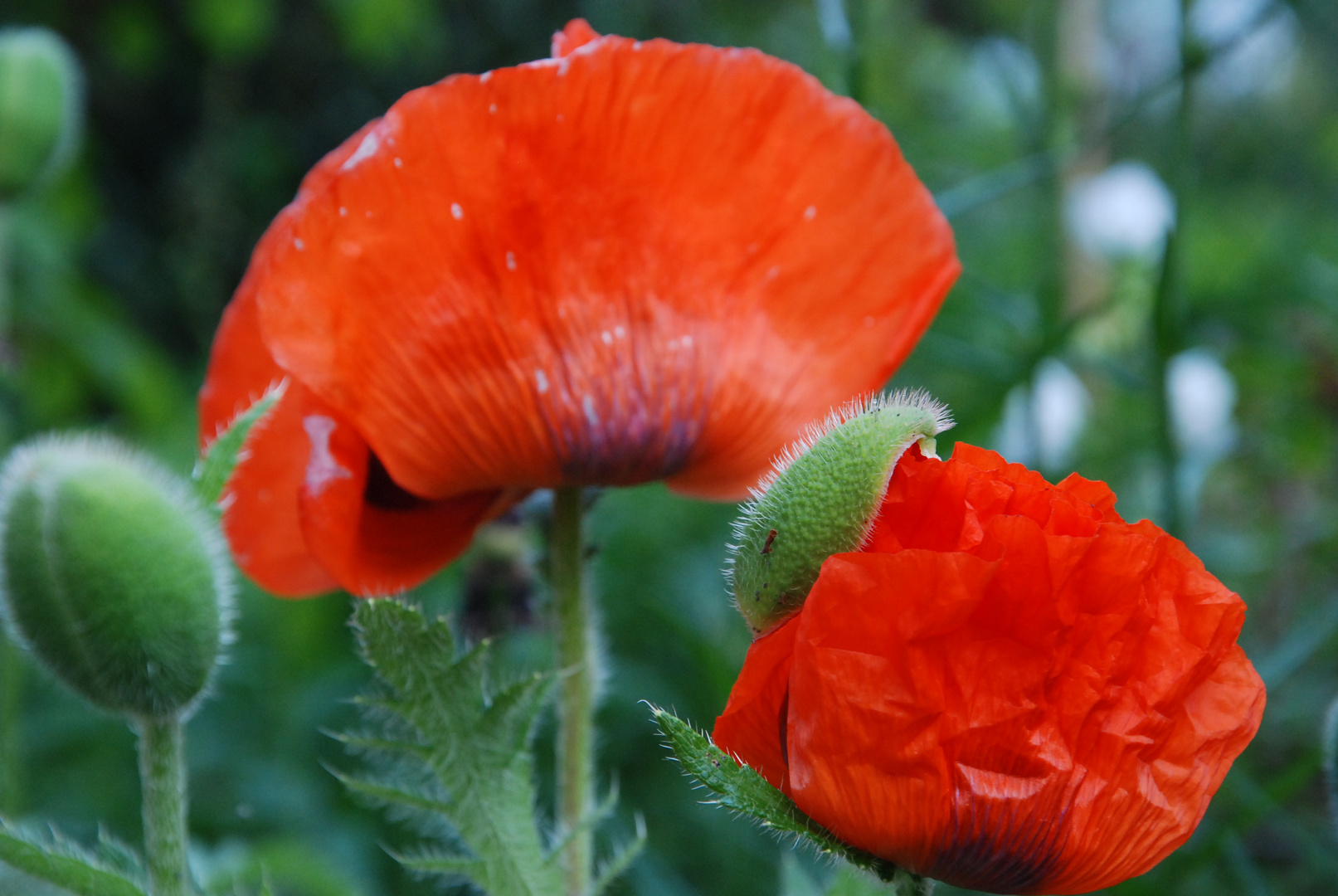 Mohn im Werden