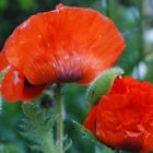 Mohn im Werden