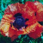 Mohn im Whirlpool