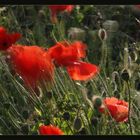 Mohn im Wind