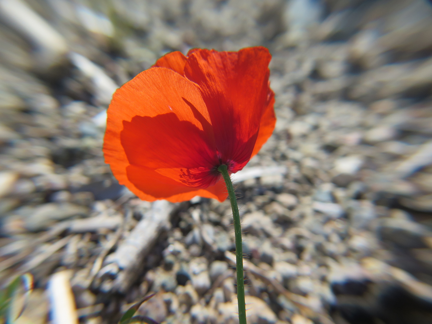 Mohn im Wind