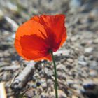 Mohn im Wind