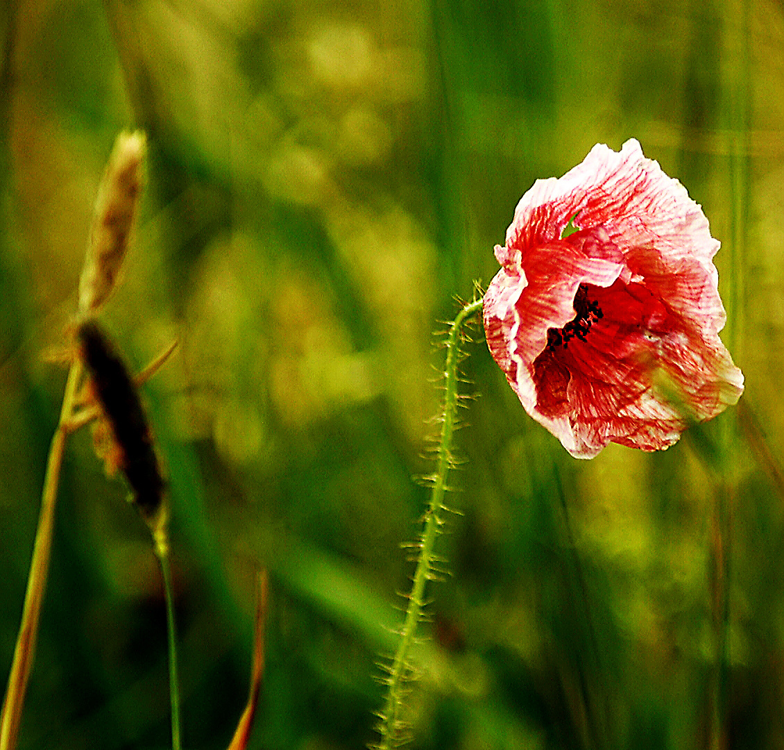 Mohn im Wind