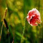 Mohn im Wind