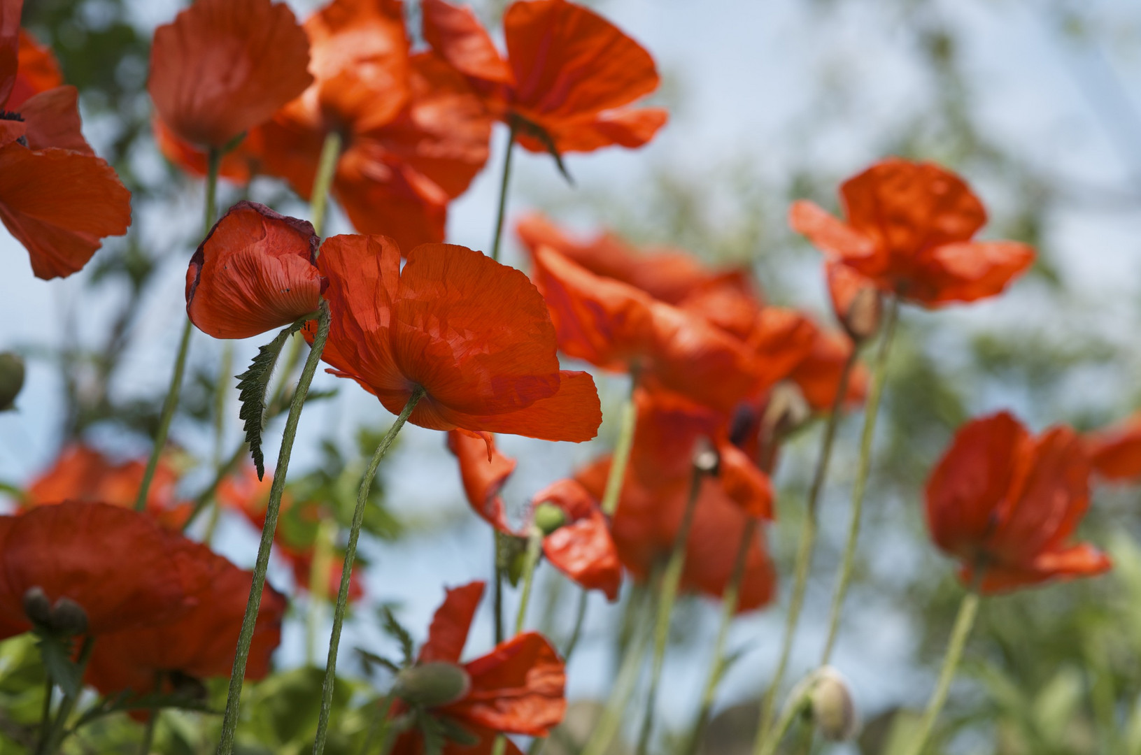 Mohn im Wind