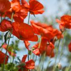 Mohn im Wind