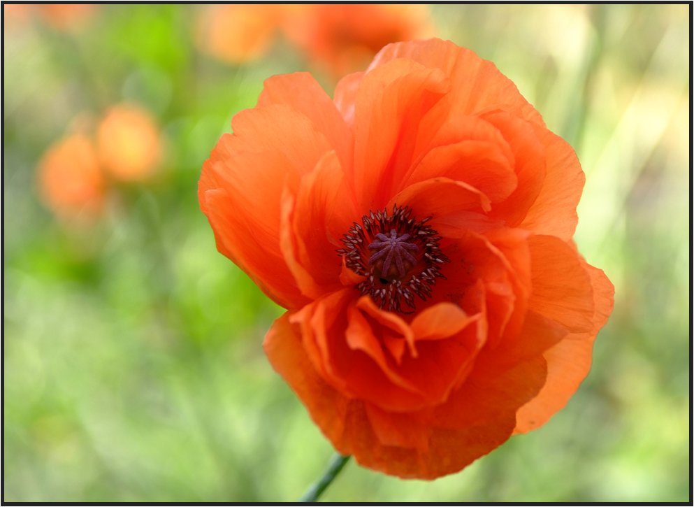 MOHN IM WIND