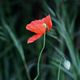 Mohn und Tulpen