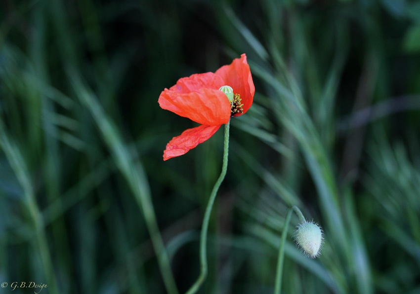 Mohn im Wind