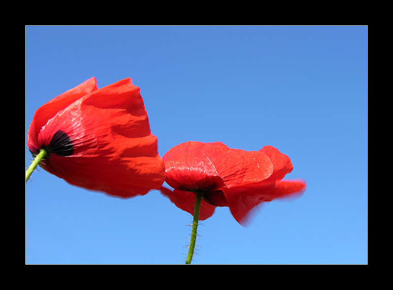 Mohn im Wind