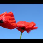 Mohn im Wind