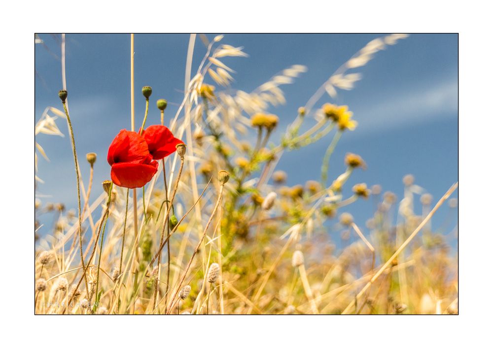 [mohn im wind]