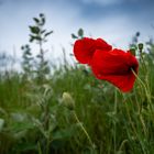 Mohn im Wind