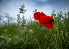 Mohn im Wind