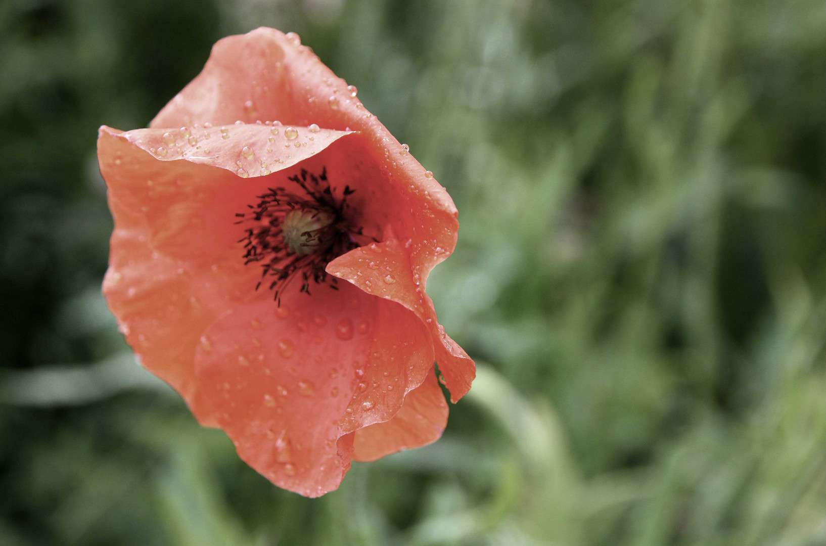 Mohn im Wind