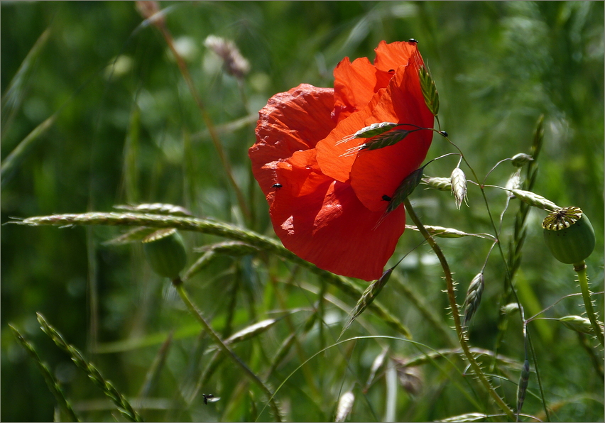 Mohn im Wind