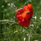 Mohn im Wind