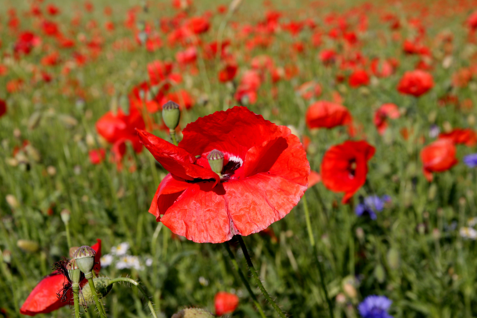 Mohn im Wind