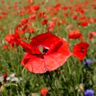 Mohn im Wind