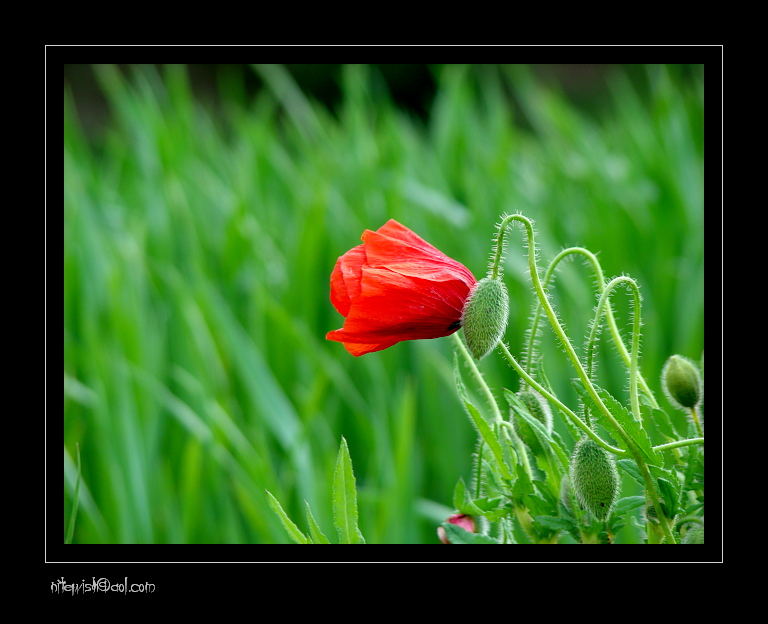 Mohn im Wind