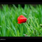 Mohn im Wind