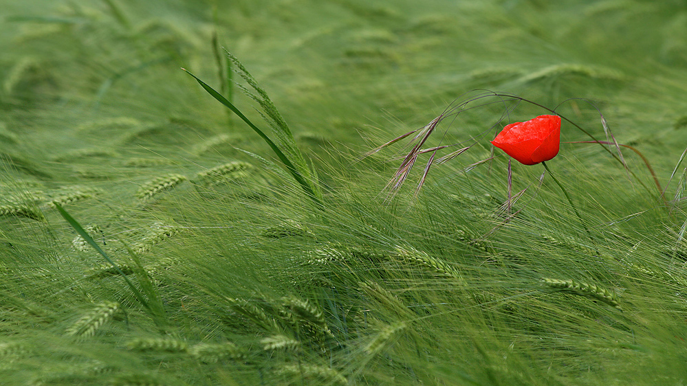 Mohn im Wind