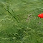 Mohn im Wind