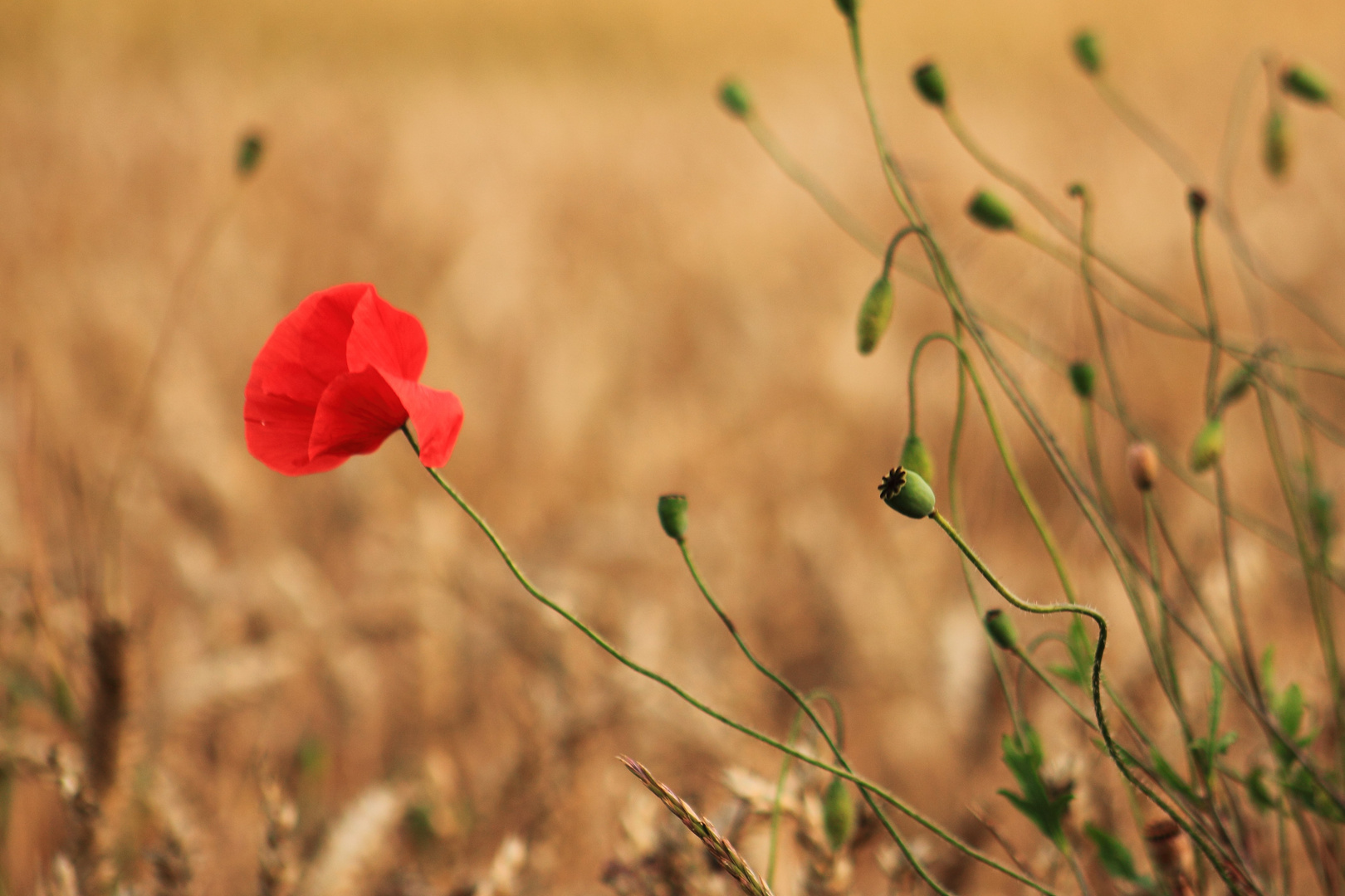 Mohn im Wind