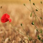 Mohn im Wind