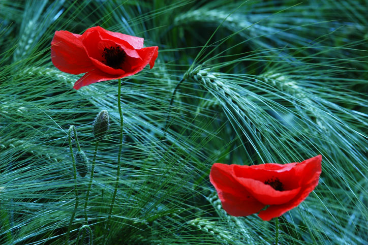 Mohn im Wind