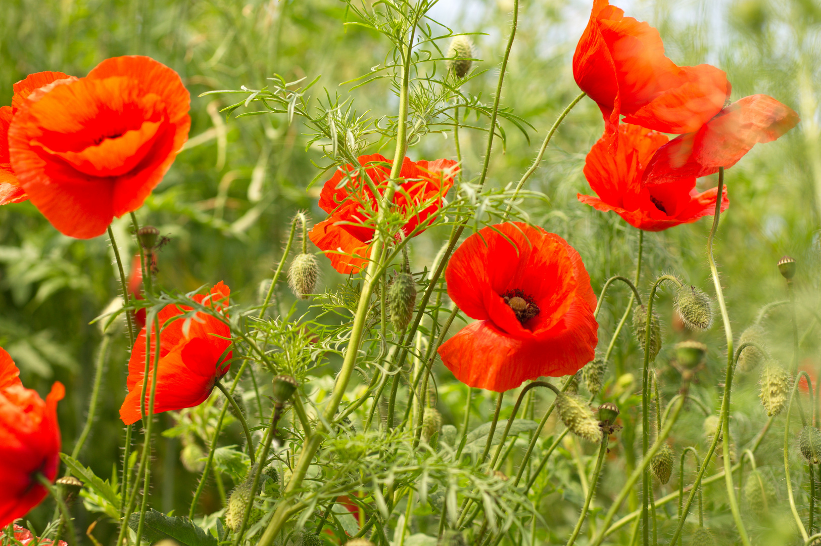 Mohn im Wind