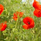 Mohn im Wind