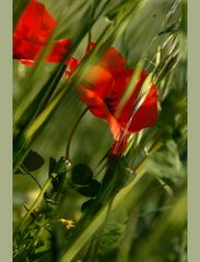 Mohn im Wind