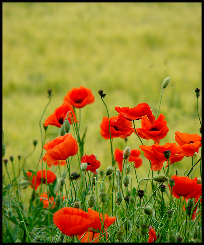 Mohn im Wind