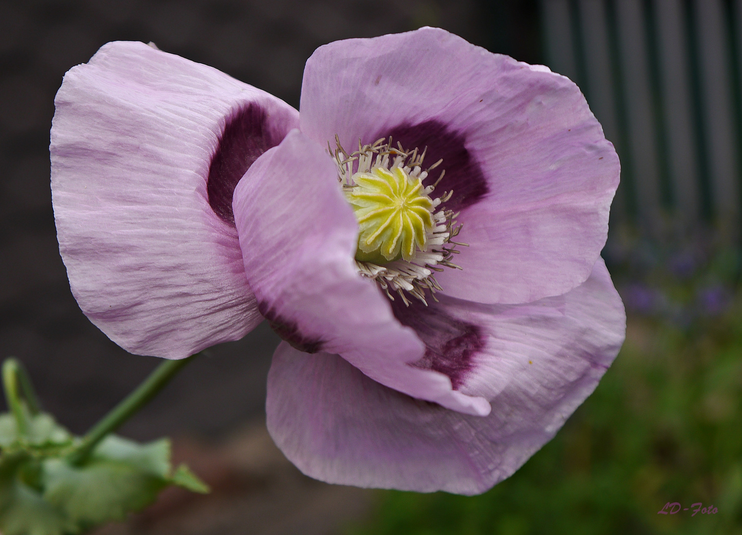 Mohn im Wind