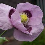 Mohn im Wind