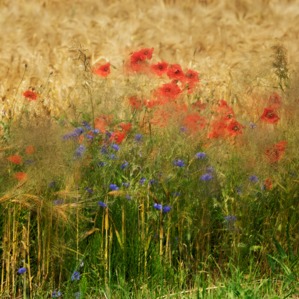 Mohn im Wind