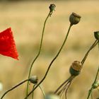 Mohn im Wind