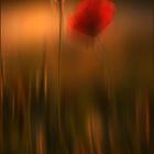 Mohn im Wind