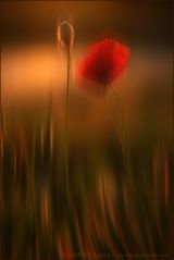 Mohn im Wind