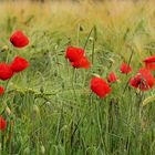 MOHN im Wind...