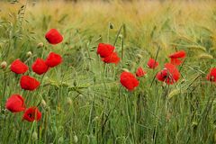 MOHN im Wind...